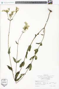 Eupatorium pilosum image