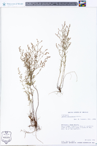 Lechea tenuifolia image