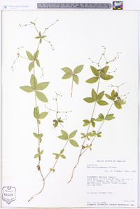 Galium circaezans image