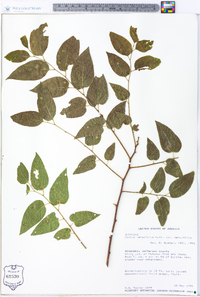 Celtis tenuifolia image