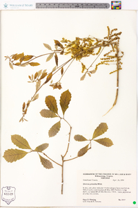 Quercus prinoides image