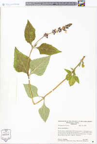 Salvia urticifolia image