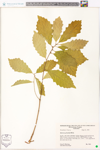 Quercus prinoides image