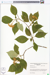 Cornus alternifolia image