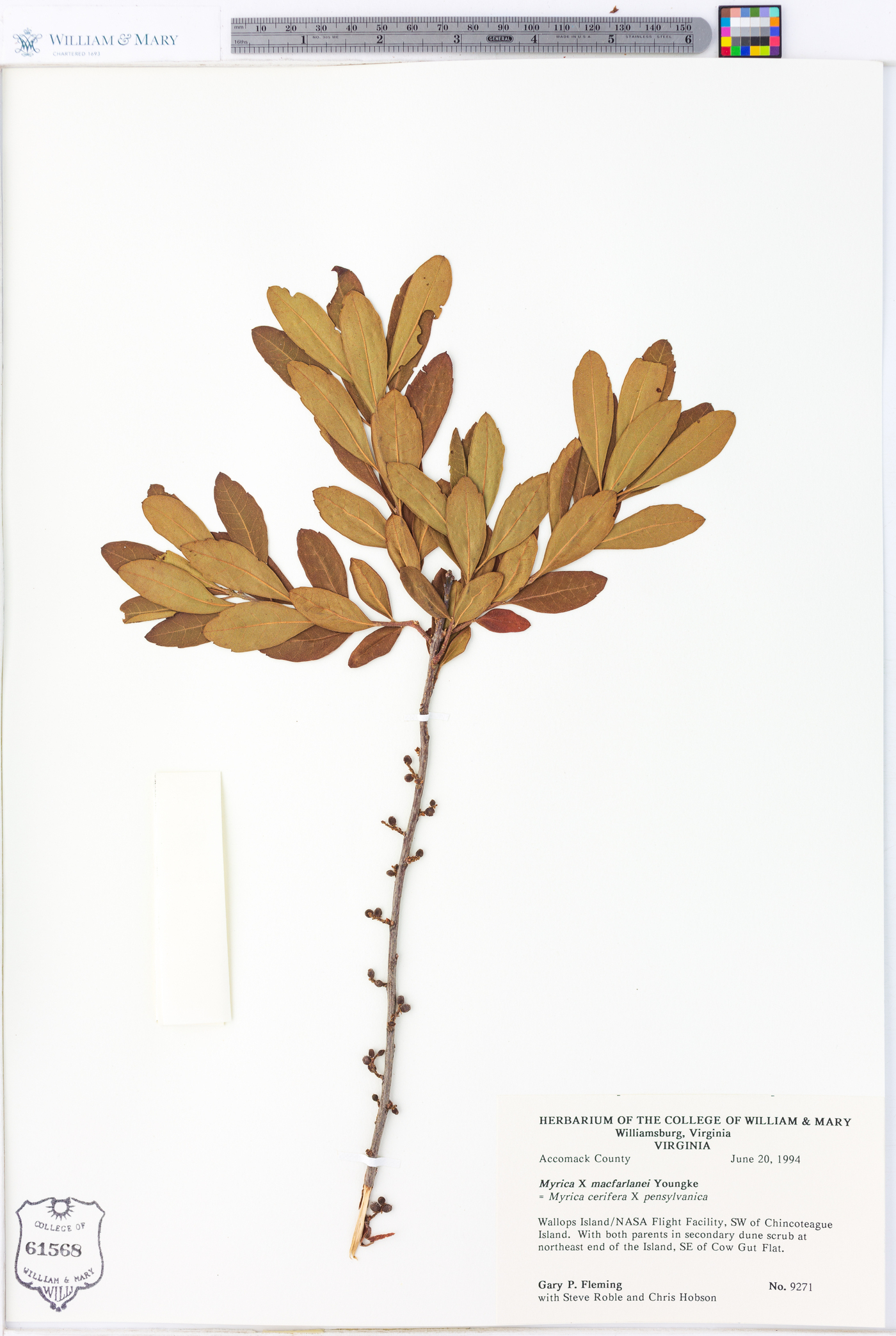 Myrica x macfarlanei image