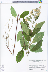 Scutellaria incana image