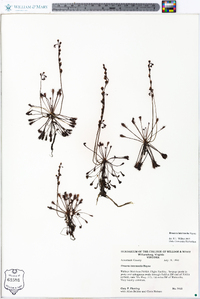 Drosera intermedia image