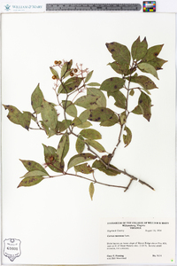 Cornus racemosa image