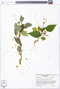 Cuscuta rostrata image