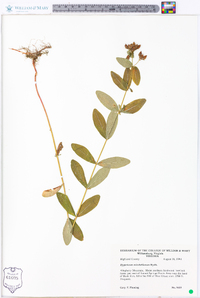 Hypericum mitchellianum image