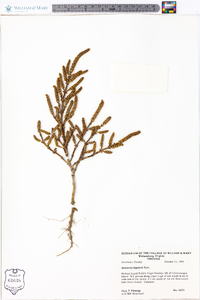 Salicornia bigelovii image