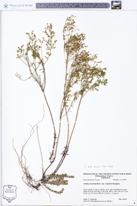 Lechea maritima var. virginica image