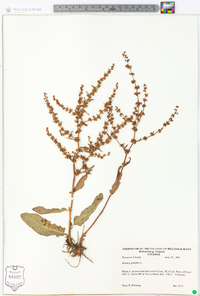 Rumex pulcher image