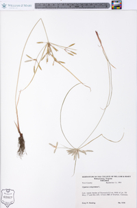 Cyperus compressus image