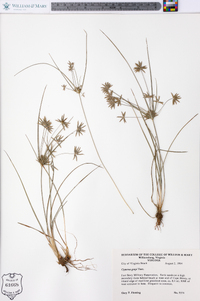 Cyperus grayi image