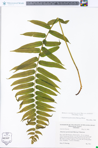 Athyrium pycnocarpon image