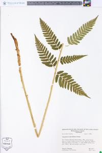 Dryopteris celsa image