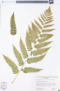 Dryopteris celsa image