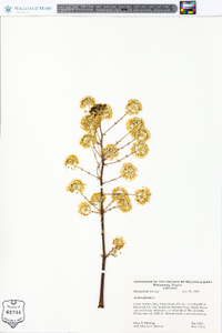 Aralia spinosa image