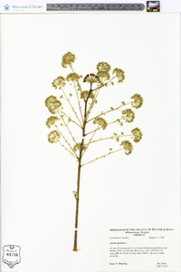 Aralia spinosa image