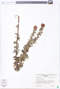 Lespedeza stuevei image