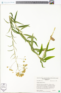 Kuhnia eupatorioides image