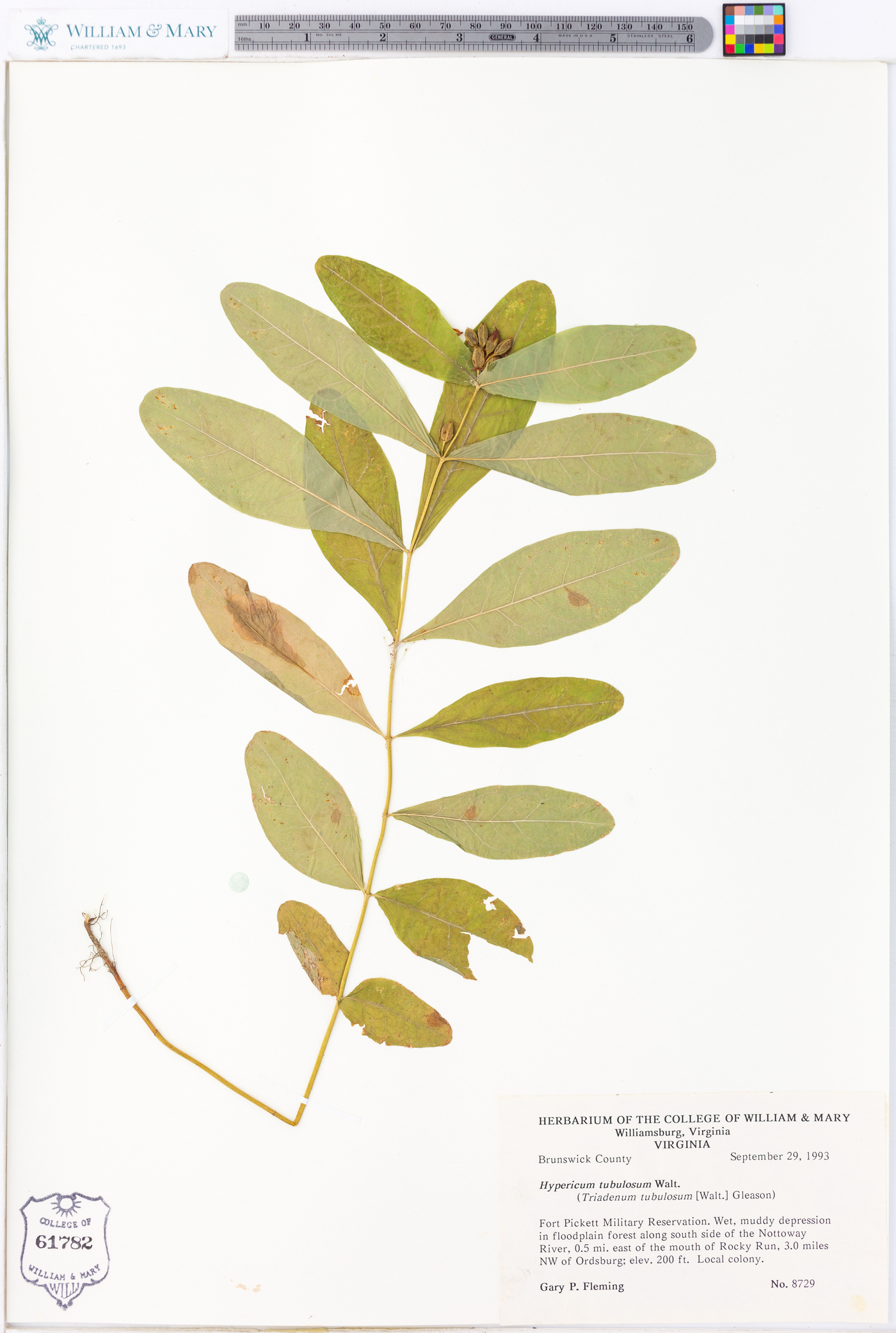 Hypericum tubulosum image