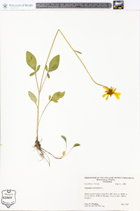 Coreopsis auriculata image