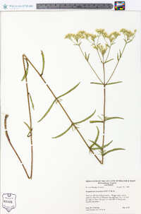 Eupatorium leucolepis image