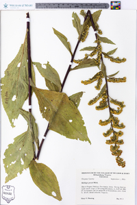 Solidago patula image