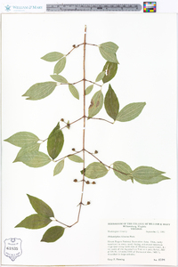 Philadelphus hirsutus image