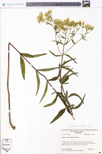 Eupatorium altissimum image