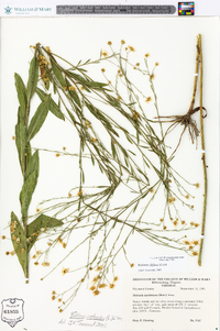 Boltonia diffusa image