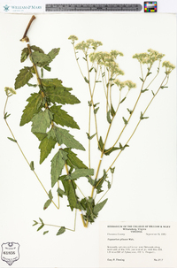 Eupatorium pilosum image