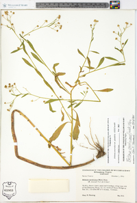 Boltonia asteroides image