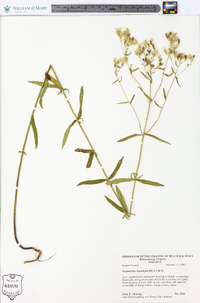 Eupatorium leucolepis image