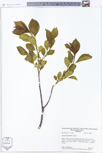 Rhamnus alnifolia image