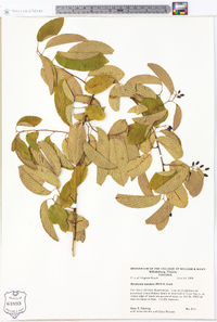 Berchemia scandens image