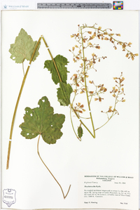 Heuchera alba image