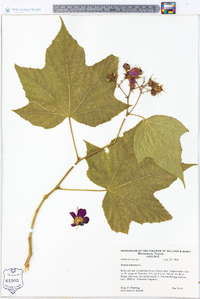 Rubus odoratus image