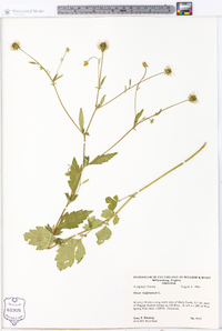 Geum virginianum image