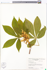 Aesculus flava image