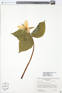 Trillium grandiflorum image