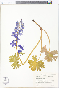 Delphinium tricorne image