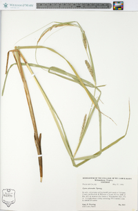 Carex atherodes image