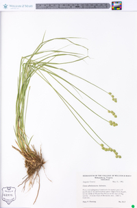 Carex albolutescens image