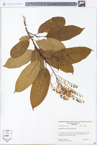 Oxydendrum arboreum image