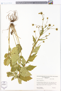 Geum virginianum image