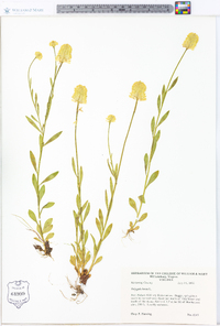 Polygala lutea image