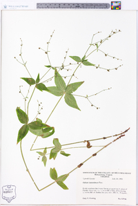 Galium lanceolatum image